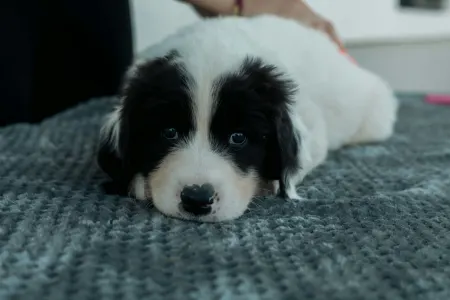 Landseer - Angel
