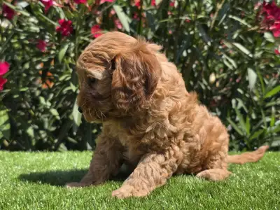 Cavapoo - Jasmin