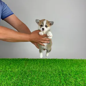 Corgi galez Pembroke - Penny
