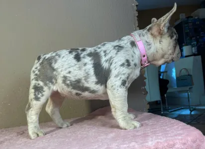 French Bulldog - Anastasia