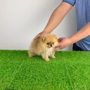 Szpic miniaturowy - Vesta