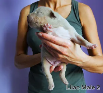 American Bully - XL - Lilac Tricolor Male 2