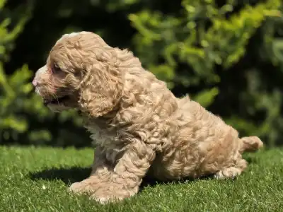 Cavapoo - Terence