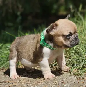 French Bulldog - Hercules