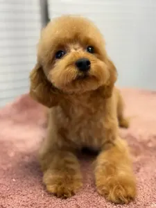 Poodle Toy - Barby