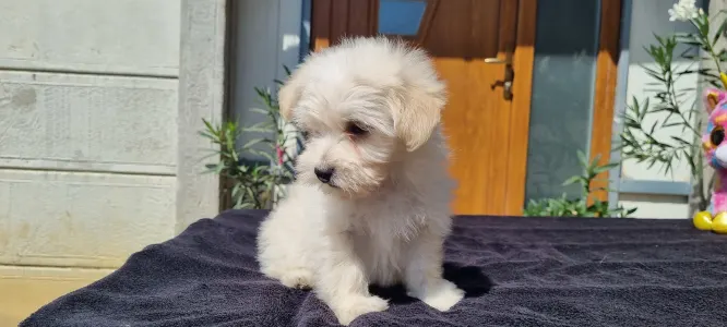 Maltipoo - Hope