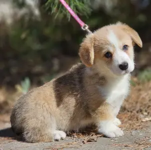 Pembroke Welsh Corgi - Nudli