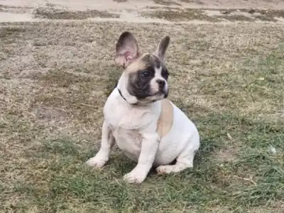 Bulldog francez - Igor "folti"