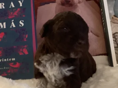 Chien d'eau romagnol - Betyár