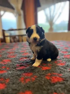 Border Collie - Goofy