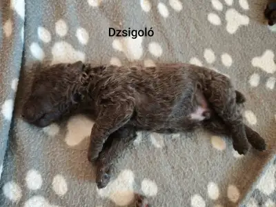 Mudi - Dzsigoló