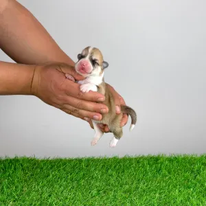 Welsh Corgi Pembroke - Zoppo