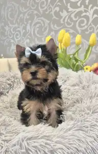 Yorkshire Terrier - Lamborghini Diablo