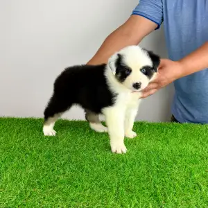 Australian Shepherd - Grisu