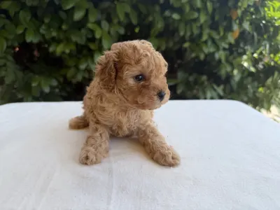 Caniche Nain - Isla