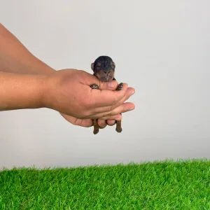 Yorkshire Terrier - Wichtel