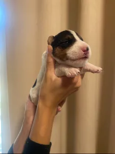 Foxterrier Drahthaar - Foglalt! Dasa Born Of Eastern Curse