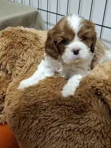 Cavalier King Čarles Španiel - Jackpot