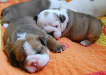 Angol bulldog - Rengőhegyi-ormán Desiree