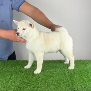 Shiba - Jagawa