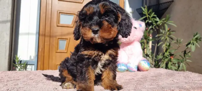 Cavapoo - Enzo