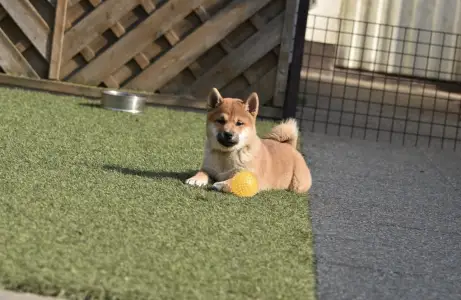 Shiba - Bravados Chiyuki