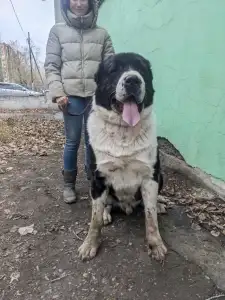 Owczarek środkowoazjatycki - Gaplan Iz Zamka Larisi