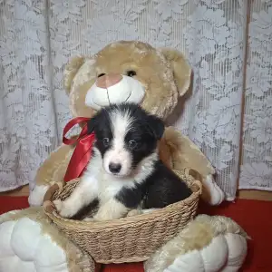 Border Collie - Dazzling Borders Beat Of My Heart