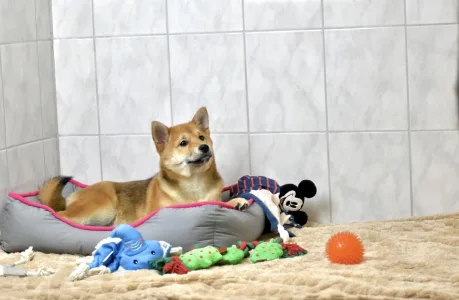 Shiba Inu - Bravados Benika