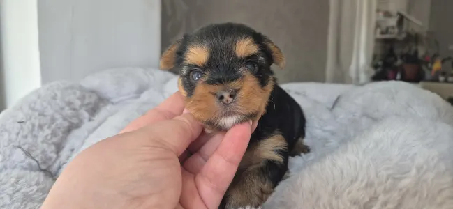 Yorkshire terrier - Lamborghini Aventador