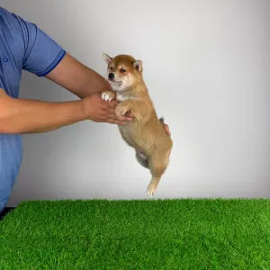 Shiba - Lajta