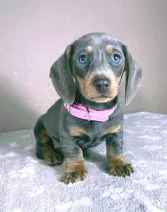 Dachshund - Nina