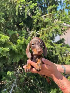 Dachshund - Hershey’s Hug Me Strongly