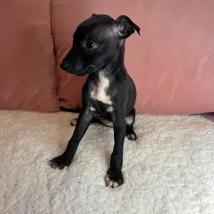 Italian Greyhound - Blanca