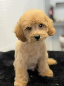 Карликовый пудель - Zsivaj