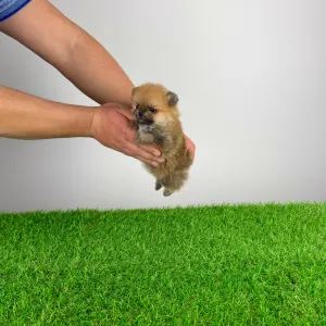 German Pomeranian Spitz - Tomtom