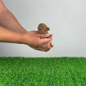 Poodle Toy - Jozzy