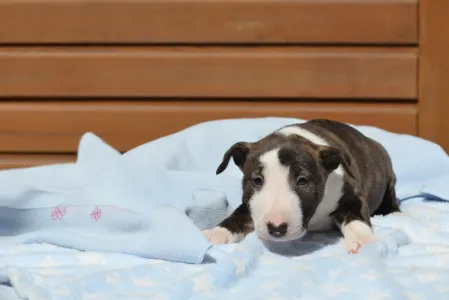 Miniature Bullterrier - Nathan