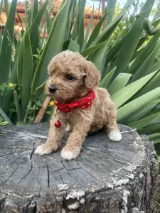 Maltipoo - Lulu 