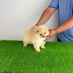 Pomeranian - Caramel