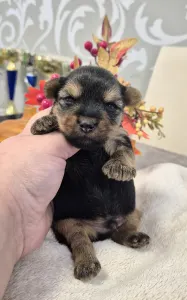 Yorkshire Terrier - Mercedes Amg Of Midsummer Nights Miracle