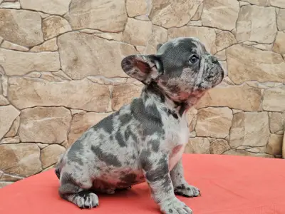 Bouledogue français - Döme