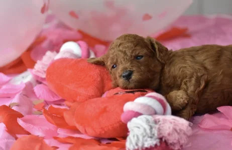 Poodle Miniature - Bravados D