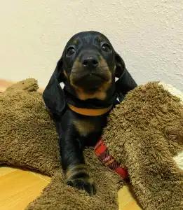 Dachshund - Mr. Orange