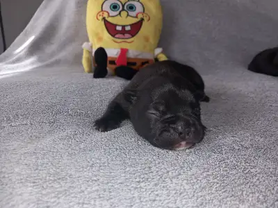 French Bulldog - Miora Frenchie Rocky