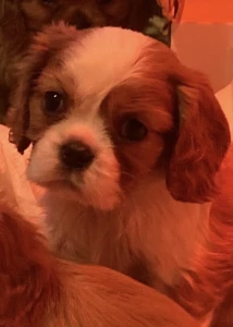 Cavalier King Charles spániel - Bentley