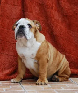 Bulldog - Rengőhegyi-ormán Dean