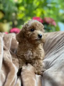Poodle Miniature - Erik