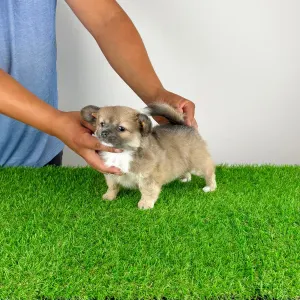 Chihuahua - Jilli