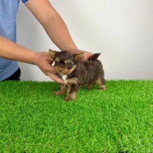 Yorkshire Terrier - Landro